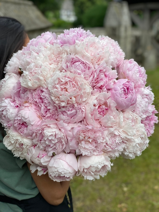 Ruffled Peonies